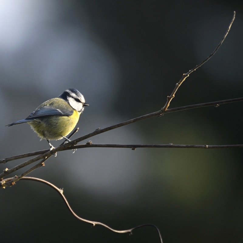 Mésange Bleue